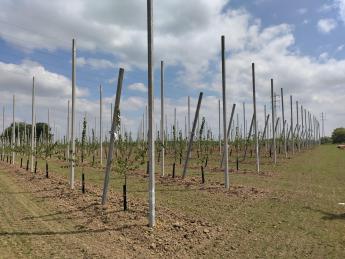 jonge aanplant kersenbomen