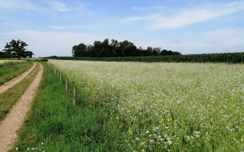 Beheerovereenkomst VLM_akkerrand naast veldweg