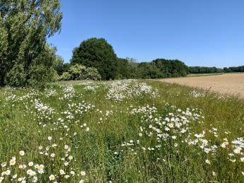 Kruidenrijke akkerrand