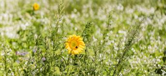 bloemenmengsel algemene foto